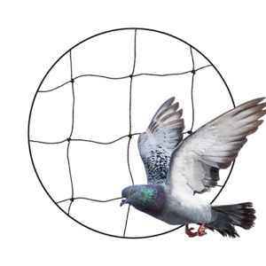 Filet maille 50mm pigeons